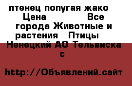 птенец попугая жако  › Цена ­ 60 000 - Все города Животные и растения » Птицы   . Ненецкий АО,Тельвиска с.